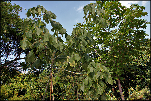 Sterculia platanifolia (5)