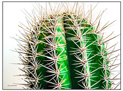 prickly