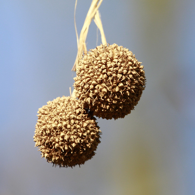 Avoir les boules