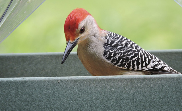 Red-bellied Woodpecker