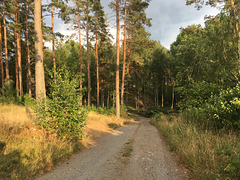 waldweg 6051