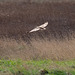 Short eared owl