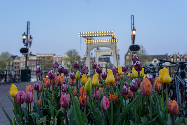 SH05/50: Voorjaarsbloemen - Spring flowers