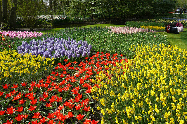 Flowers In Keukenhof