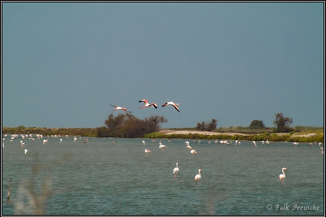 Flamingos in der Camargue