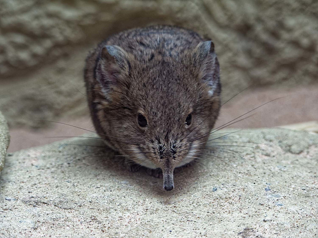 Elephant shrew 2 (1)