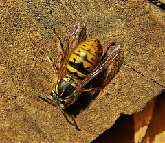 Wasp