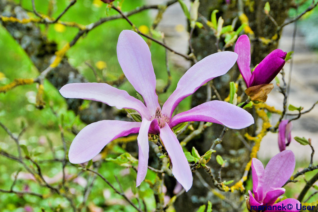 Purpur-Magnolie (Magnolia liliiflora)