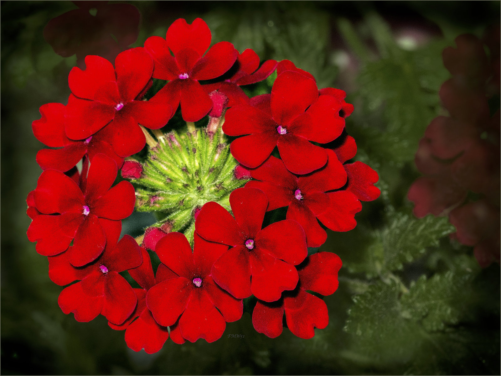 Red Verbena