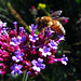 A bee collects nectar on a verbena flower. Verbena bonariensis - Argentine verbena.