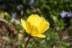 "Stachelige" Tulpe