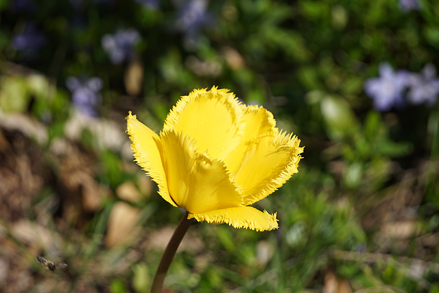 "Stachelige" Tulpe