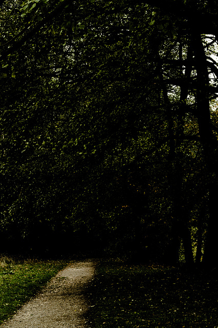 Wald, Horn Bad-Meinberg