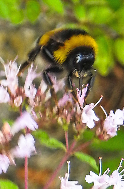20230716 2164CPw [D~LIP] Dost, Dunkle Erdhummel (Bombus terrestris), Bad Salzuflen