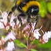 20230716 2164CPw [D~LIP] Dost, Dunkle Erdhummel (Bombus terrestris), Bad Salzuflen