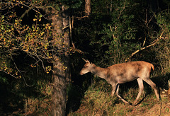 Biche  (Seine & Marne)