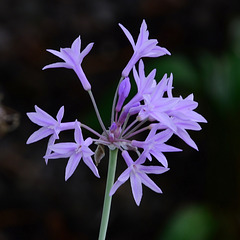 61/365 2026 wild garlic