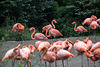 20140926 5485VRAw [D~SFA] Flamingo, Vogelpark, Walsrode