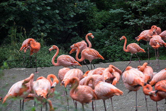 20140926 5485VRAw [D~SFA] Flamingo, Vogelpark, Walsrode