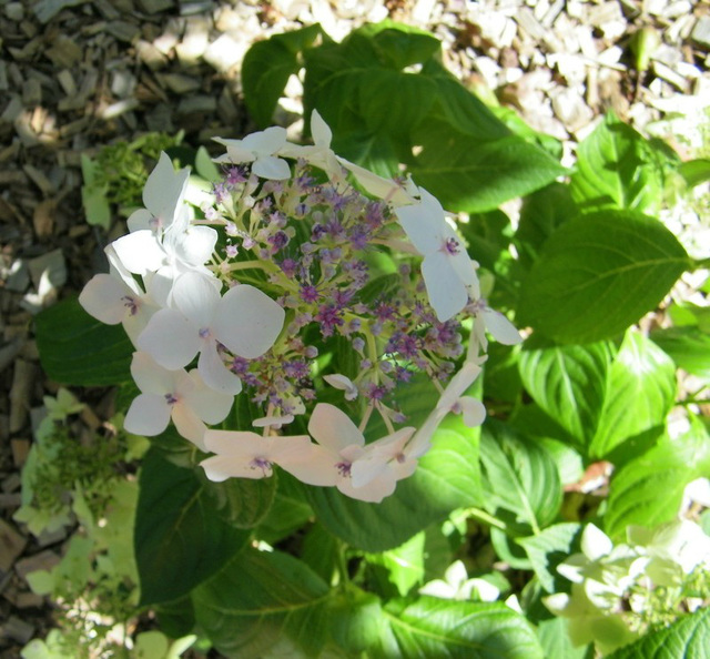 Hydrangea