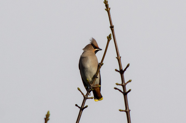 Waxwing