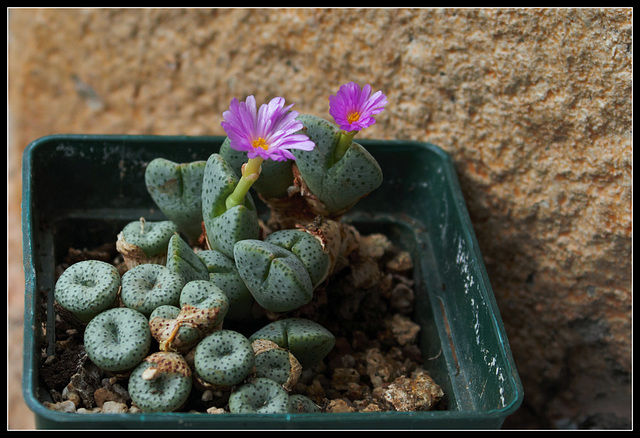 Conophytum taylorianum subsp ernianum (1)