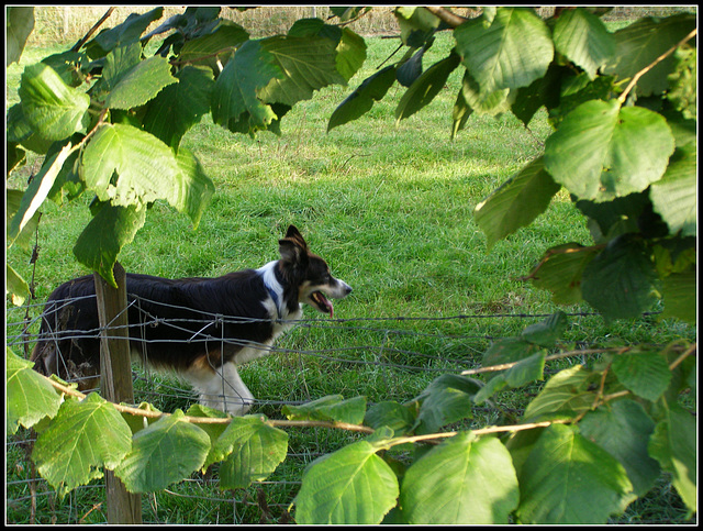 Framed   (behind  Fence)