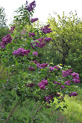 Syringa vulgaris -Lilas'Sensation'  (1)