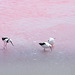 Pied stilts in the Pink.