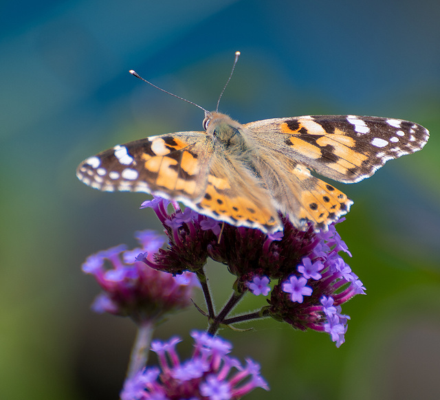 Painted lady butterfly