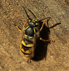 Wasp