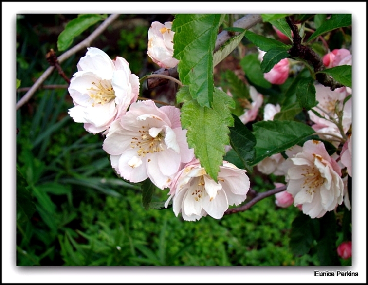 Climbing Roses