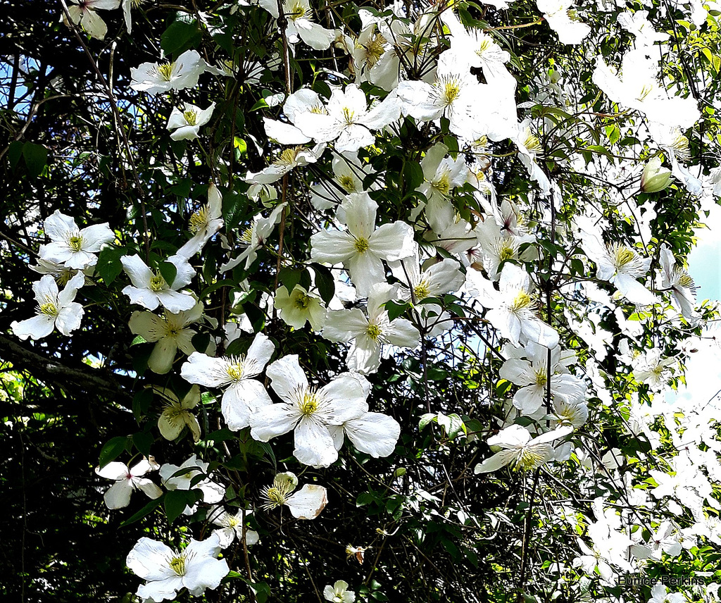 White Blossom