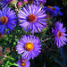 Gorgeous Michaelmas daisies in blue and purple.