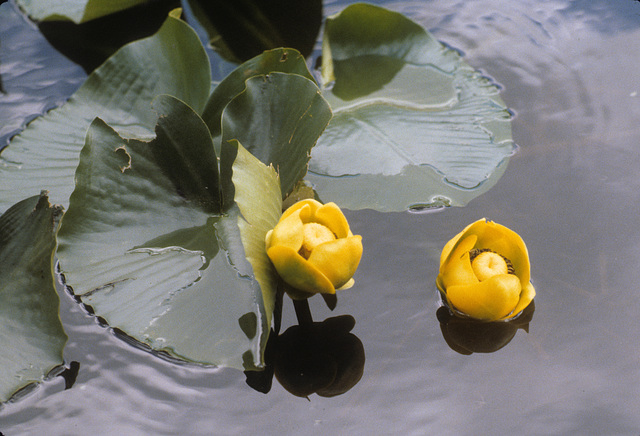 wild waterlilies