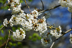 Kirschblüten