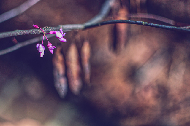 Early Redbud (2)