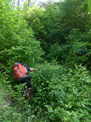 20230606 -08 Lozère tritons (3)