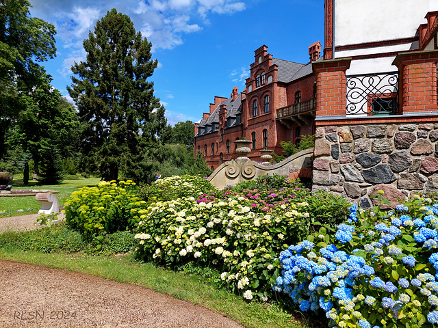 Hortensienblüte am Schloss Wiligrad