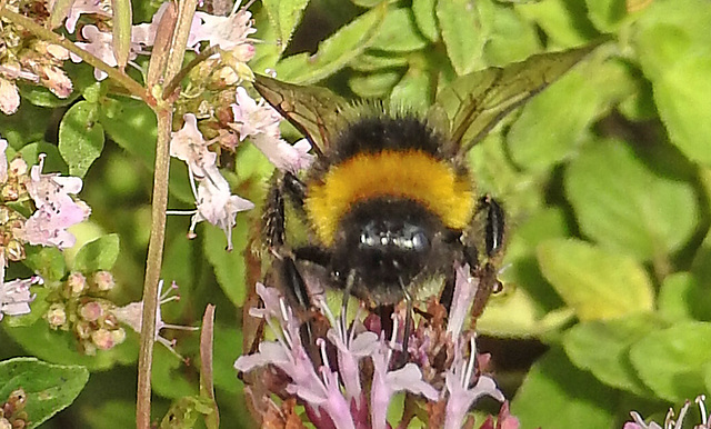 20230716 2168CPw [D~LIP] Dost, Dunkle Erdhummel (Bombus terrestris), Bad Salzuflen