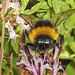 20230716 2168CPw [D~LIP] Dost, Dunkle Erdhummel (Bombus terrestris), Bad Salzuflen