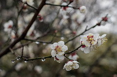 Ume in the rain