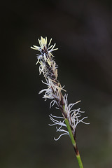 Large-awned Sedge