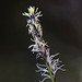 Large-awned Sedge