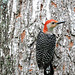 Red-bellied Woodpecker