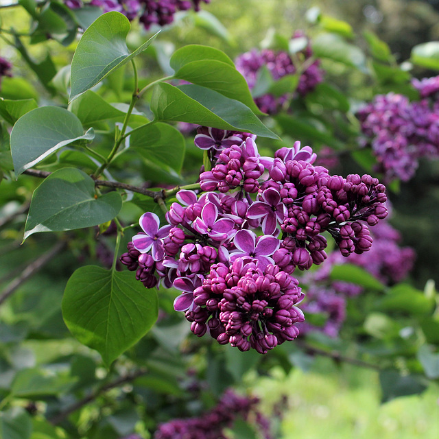 Syringa vulgaris -Lilas'Sensation'  (2)