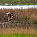 Short eared owl