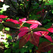 Red colored leaves.