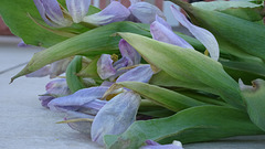 Tulipes flétries