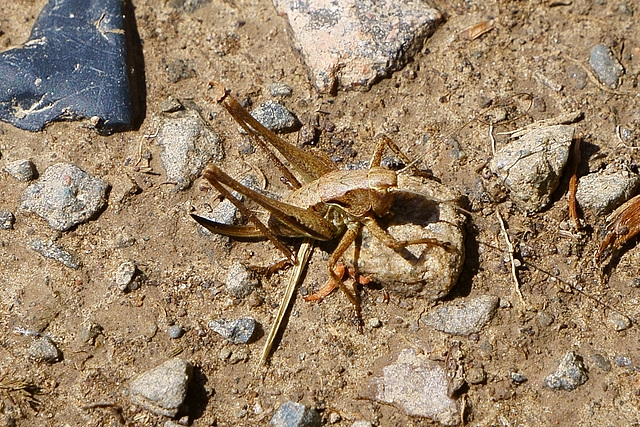 Pholidoptera griseoaptera ♀